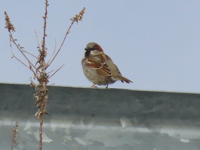 House Sparrow - ML615598323