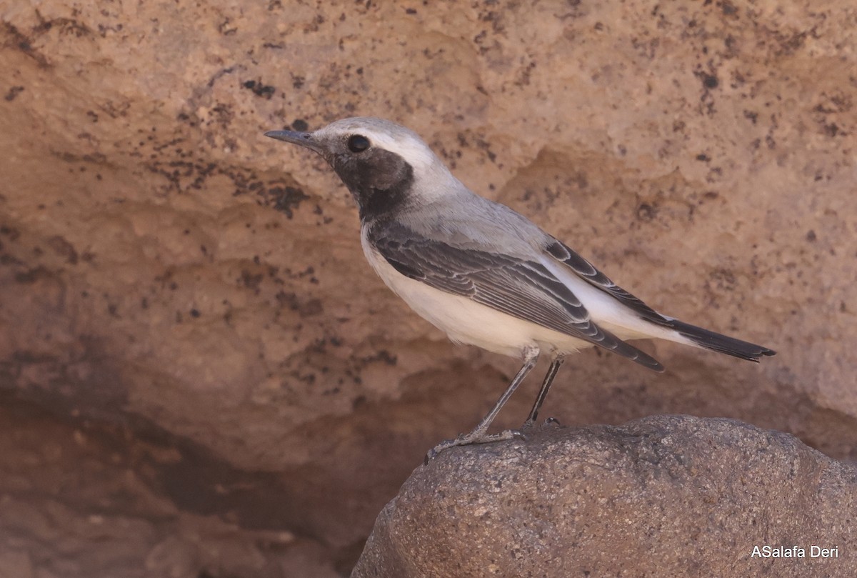 Mourning Wheatear (Maghreb) - ML615598339