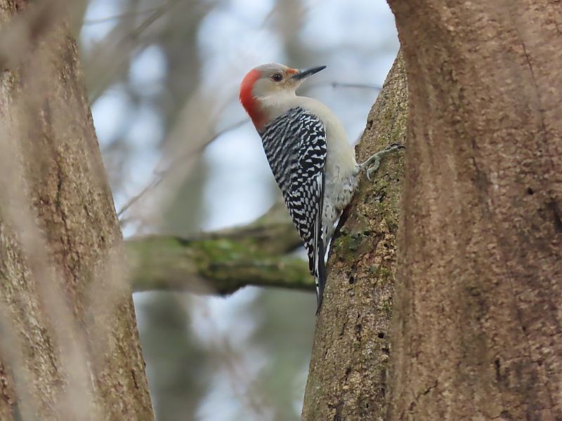 Red-bellied Woodpecker - ML615598345