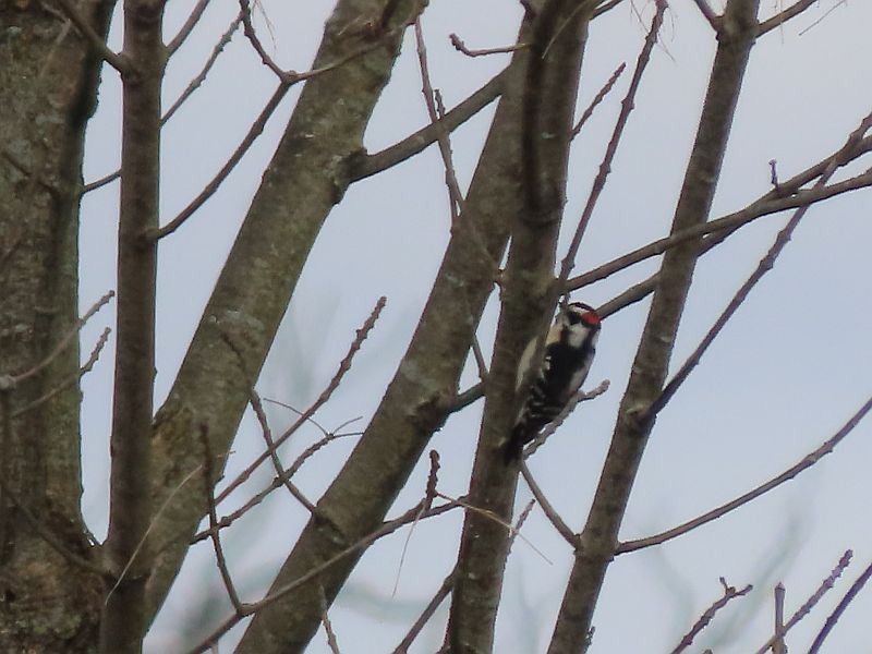 Downy Woodpecker - ML615598366