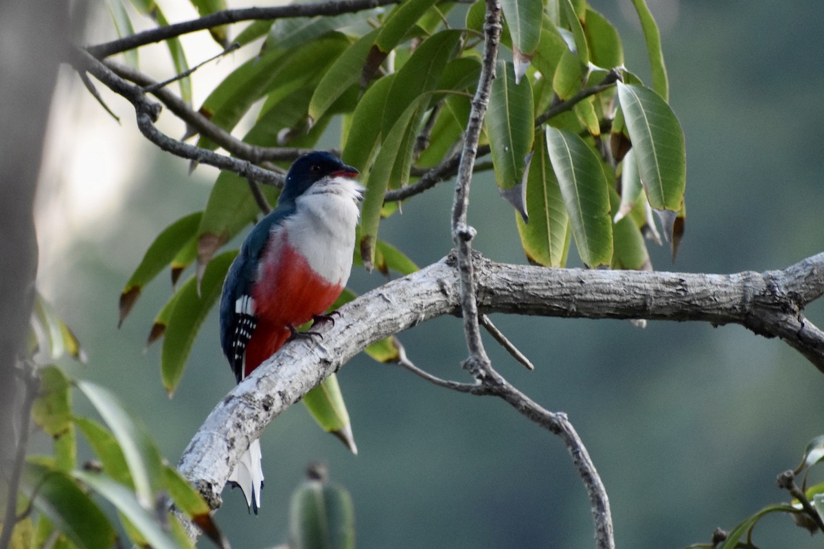 Cuban Trogon - ML615598399