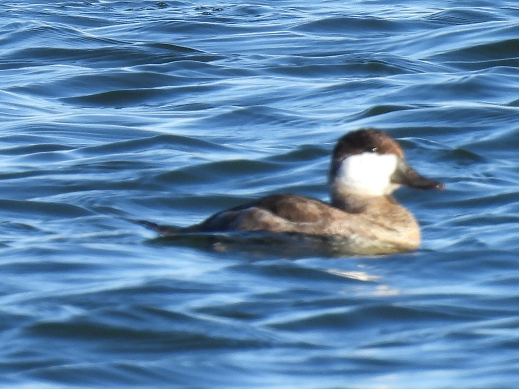 Ruddy Duck - ML615598430