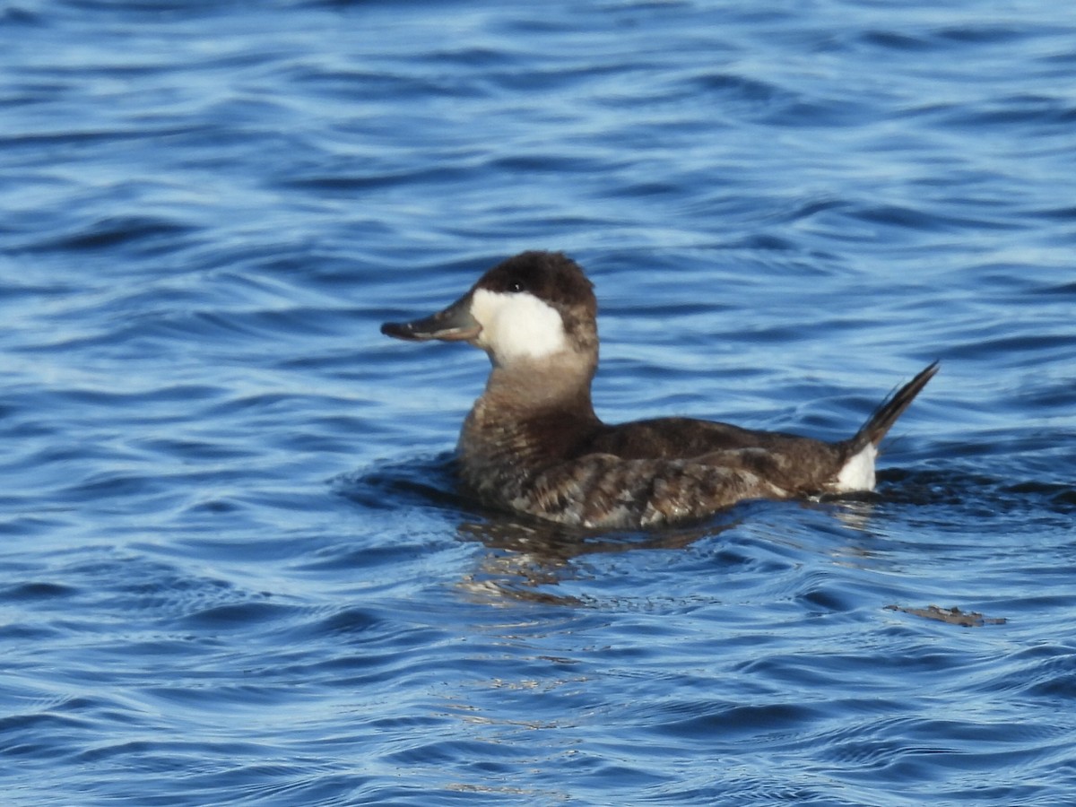 Érismature rousse - ML615598431