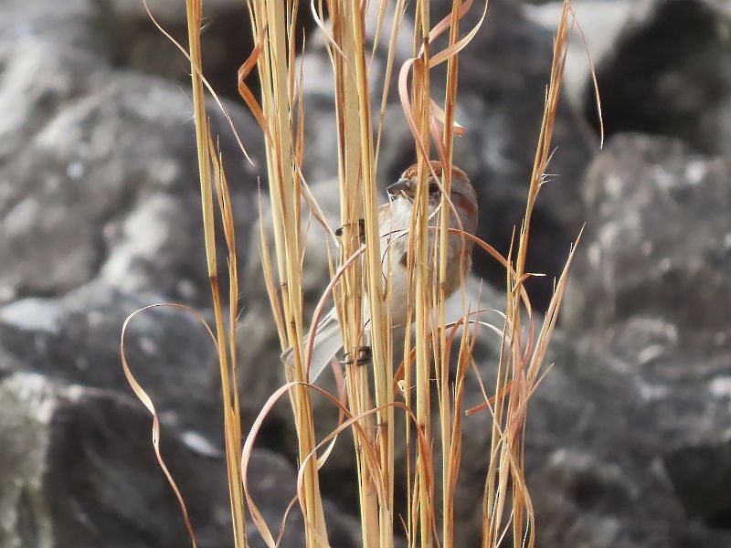 American Tree Sparrow - ML615598434