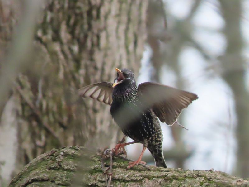 European Starling - ML615598469