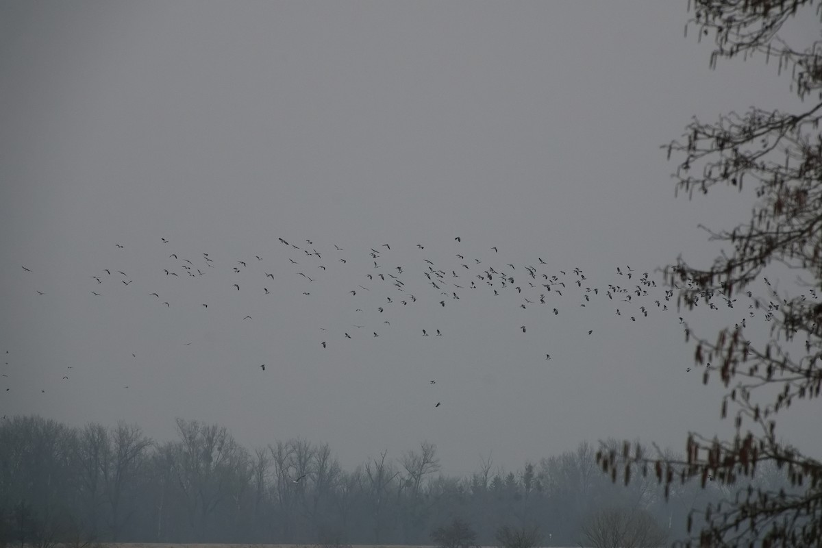 Northern Lapwing - ML615598475