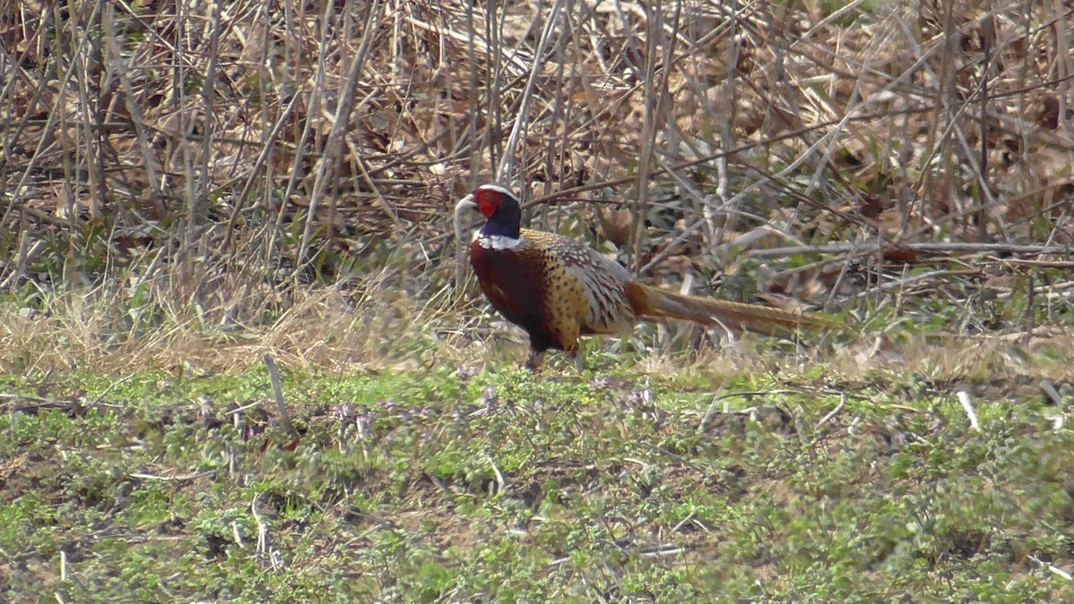 פסיון מצוי - ML615598482