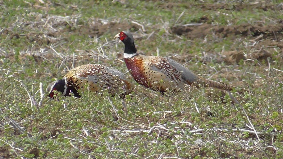 פסיון מצוי - ML615598492
