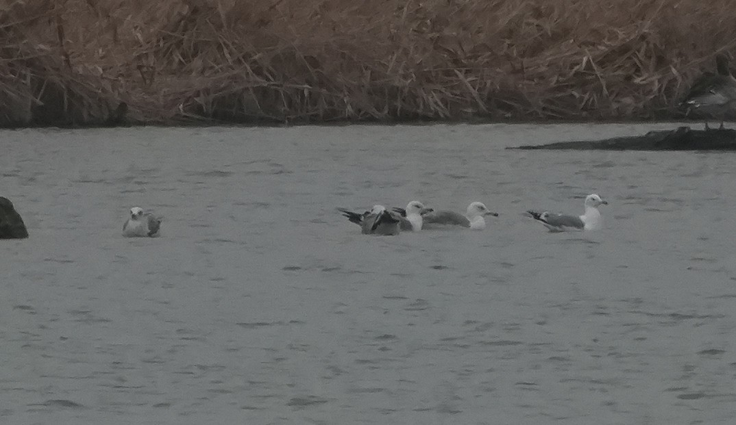 Caspian Gull - ML615598515