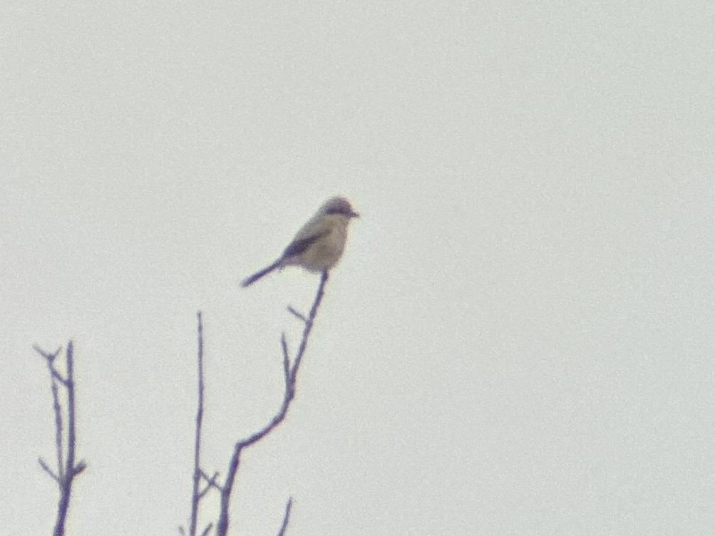 Northern Shrike - ML615598543