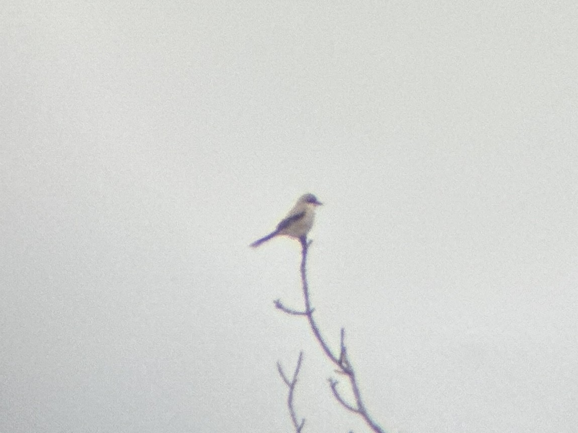 Northern Shrike - ML615598544