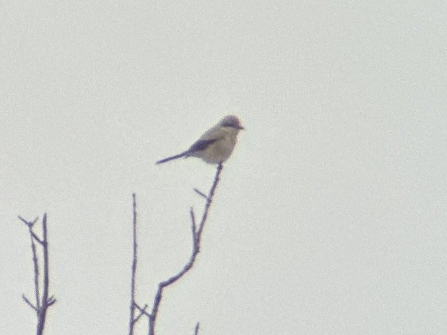 Northern Shrike - ML615598545