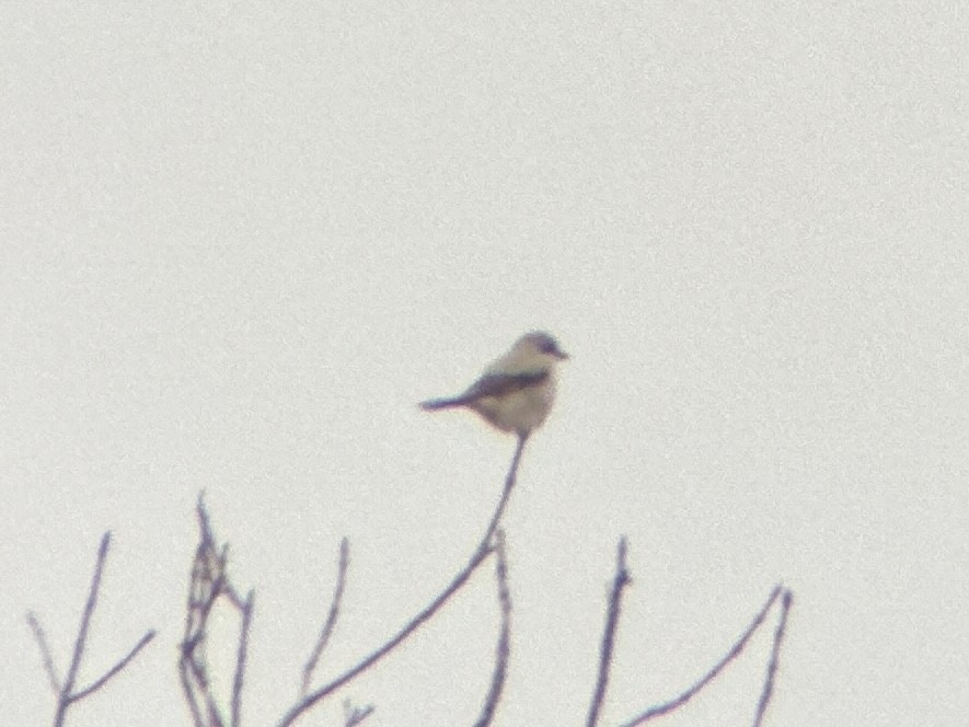 Northern Shrike - ML615598546