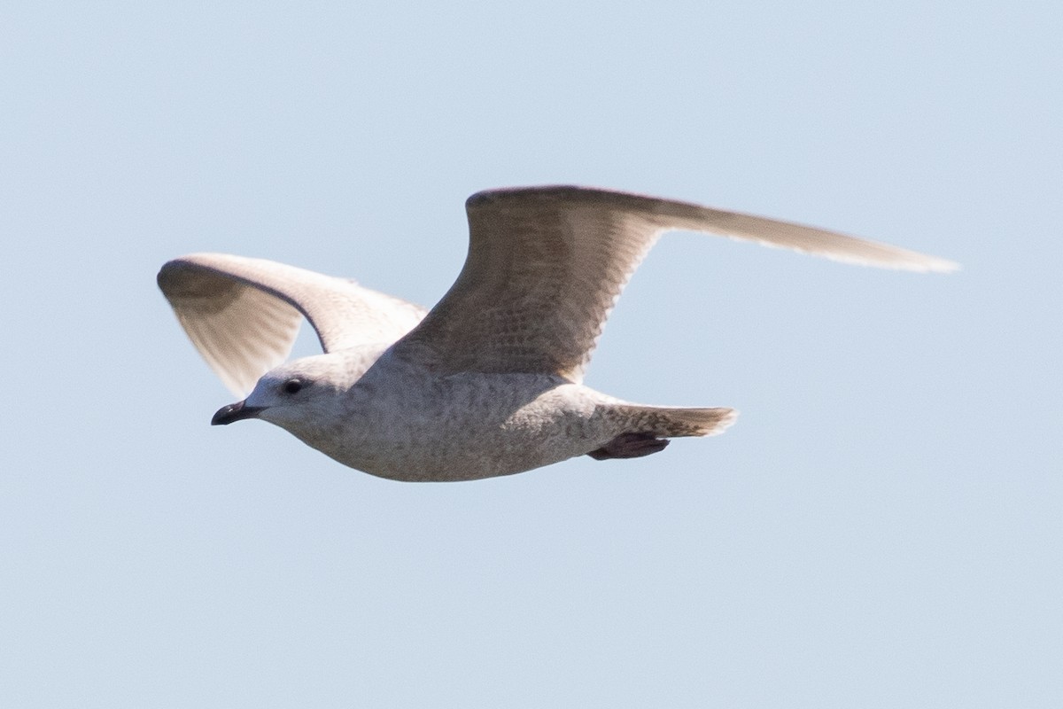 Gaviota Groenlandesa - ML615598564