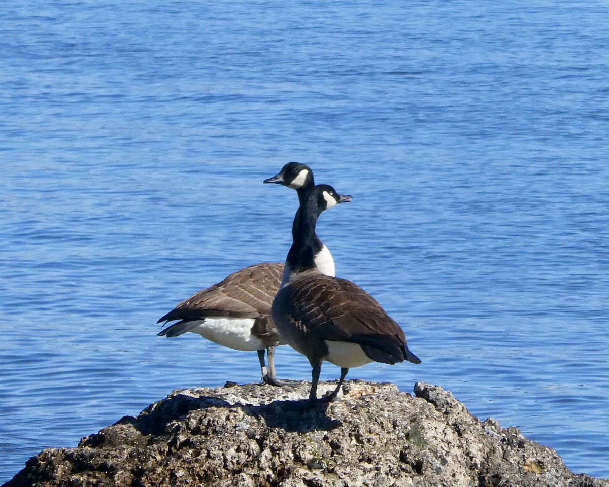 Canada Goose - ML615598601