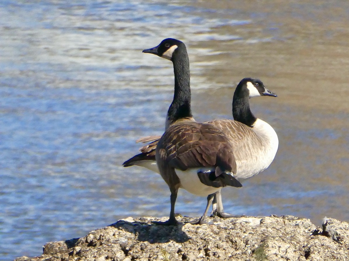 Canada Goose - ML615598602