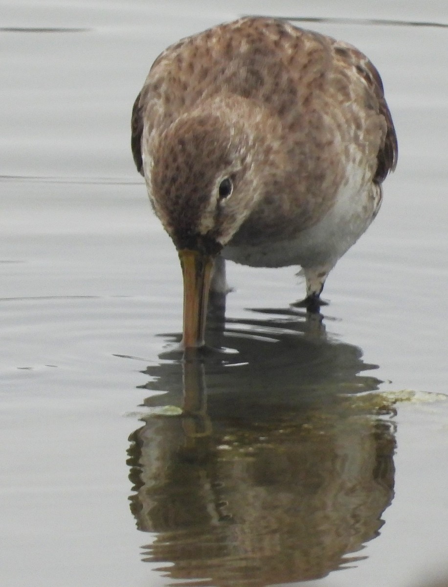 kortnebbekkasinsnipe - ML615598606