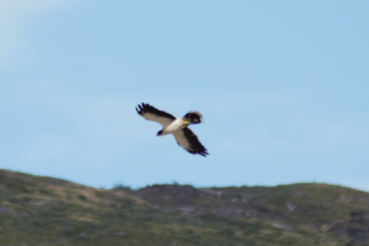 White-throated Caracara - Arito Morales