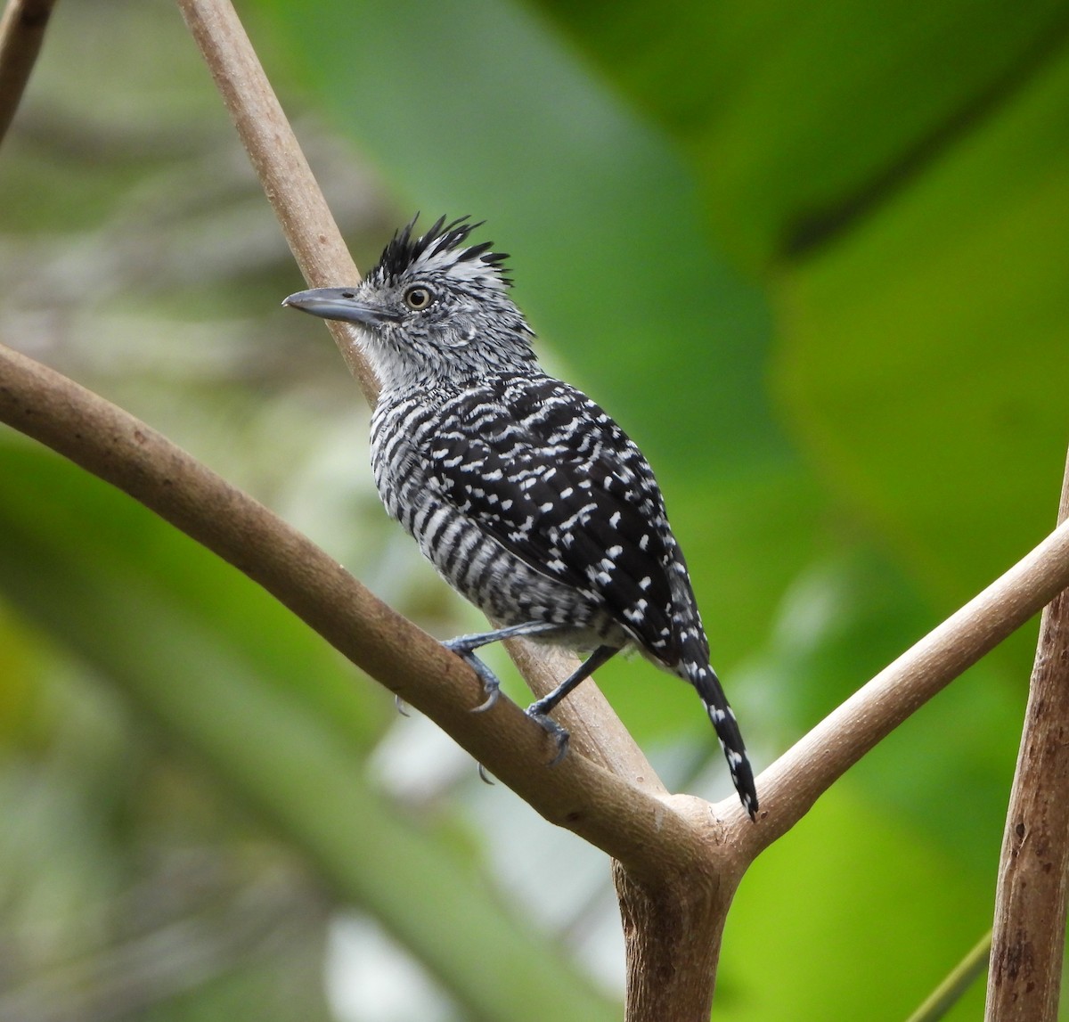 Barred Antshrike - Kent Davis