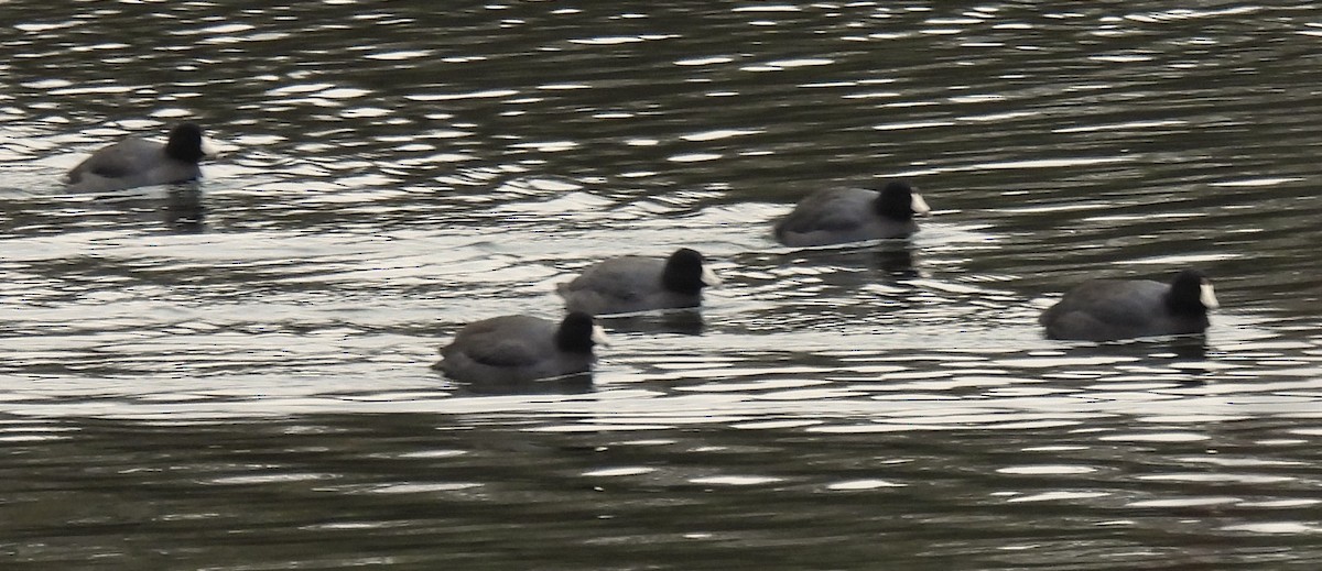 American Coot - ML615598663