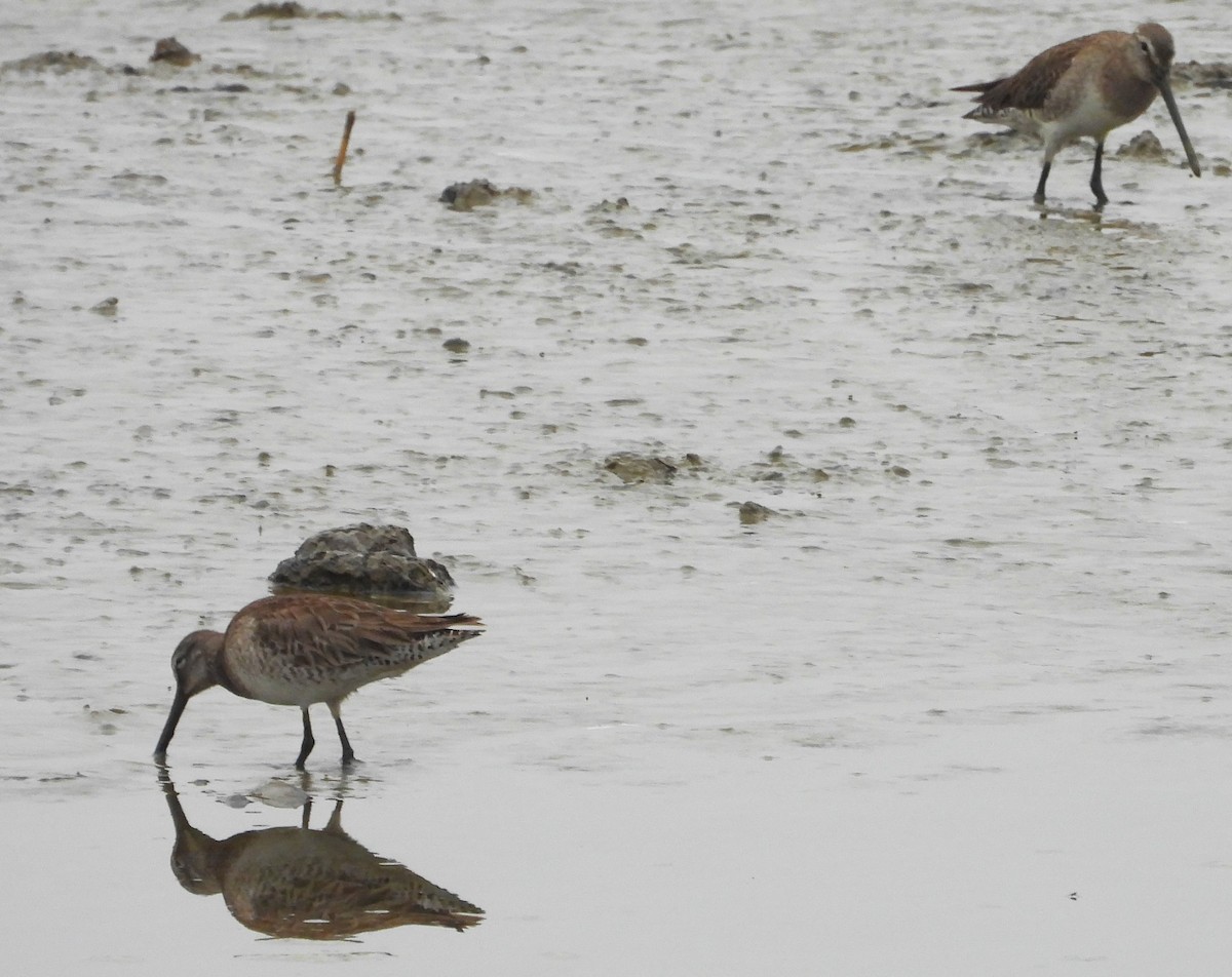Long-billed Dowitcher - ML615598677