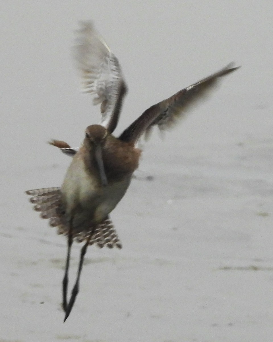 Long-billed Dowitcher - ML615598678