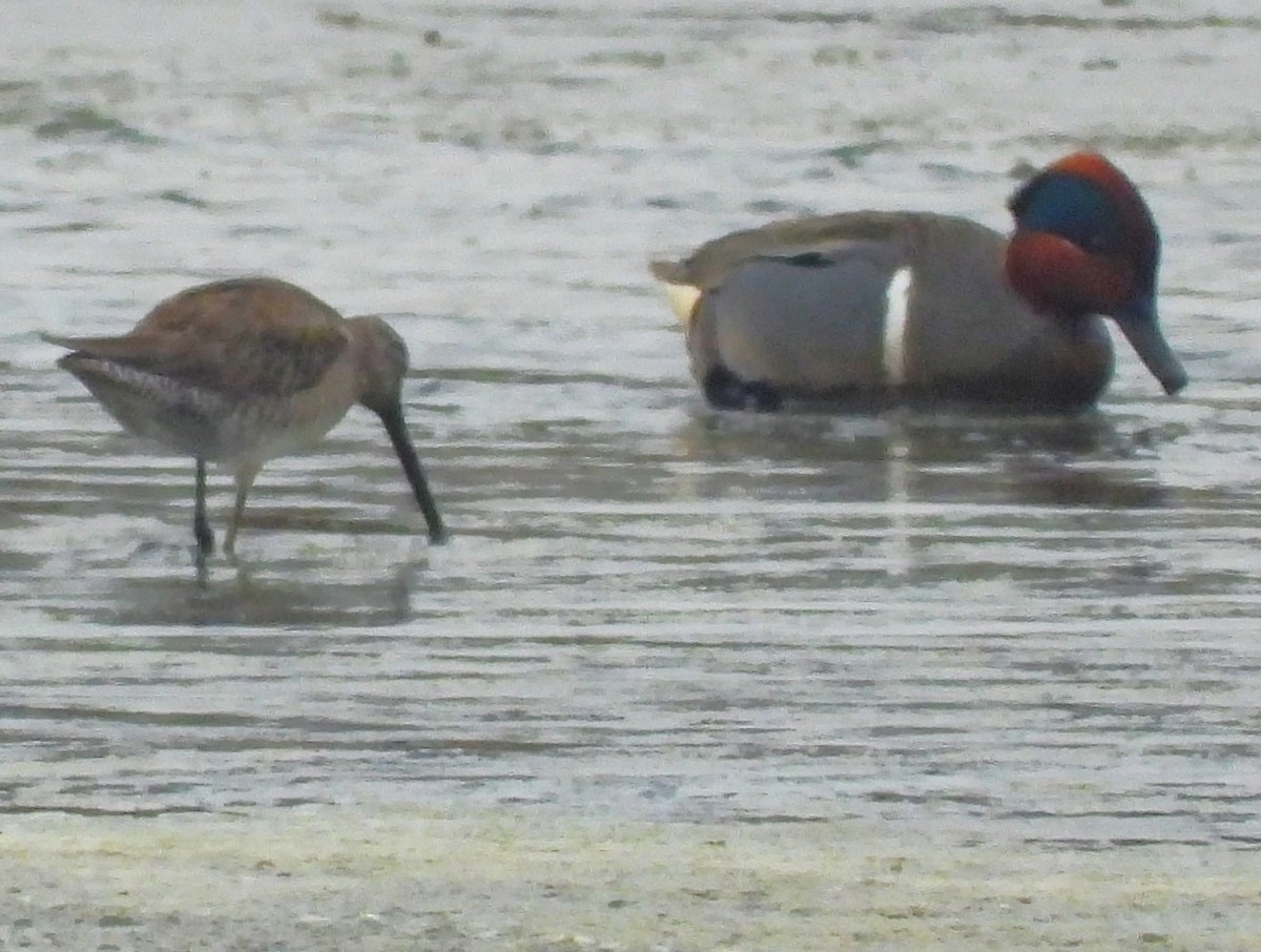 Long-billed Dowitcher - ML615598679