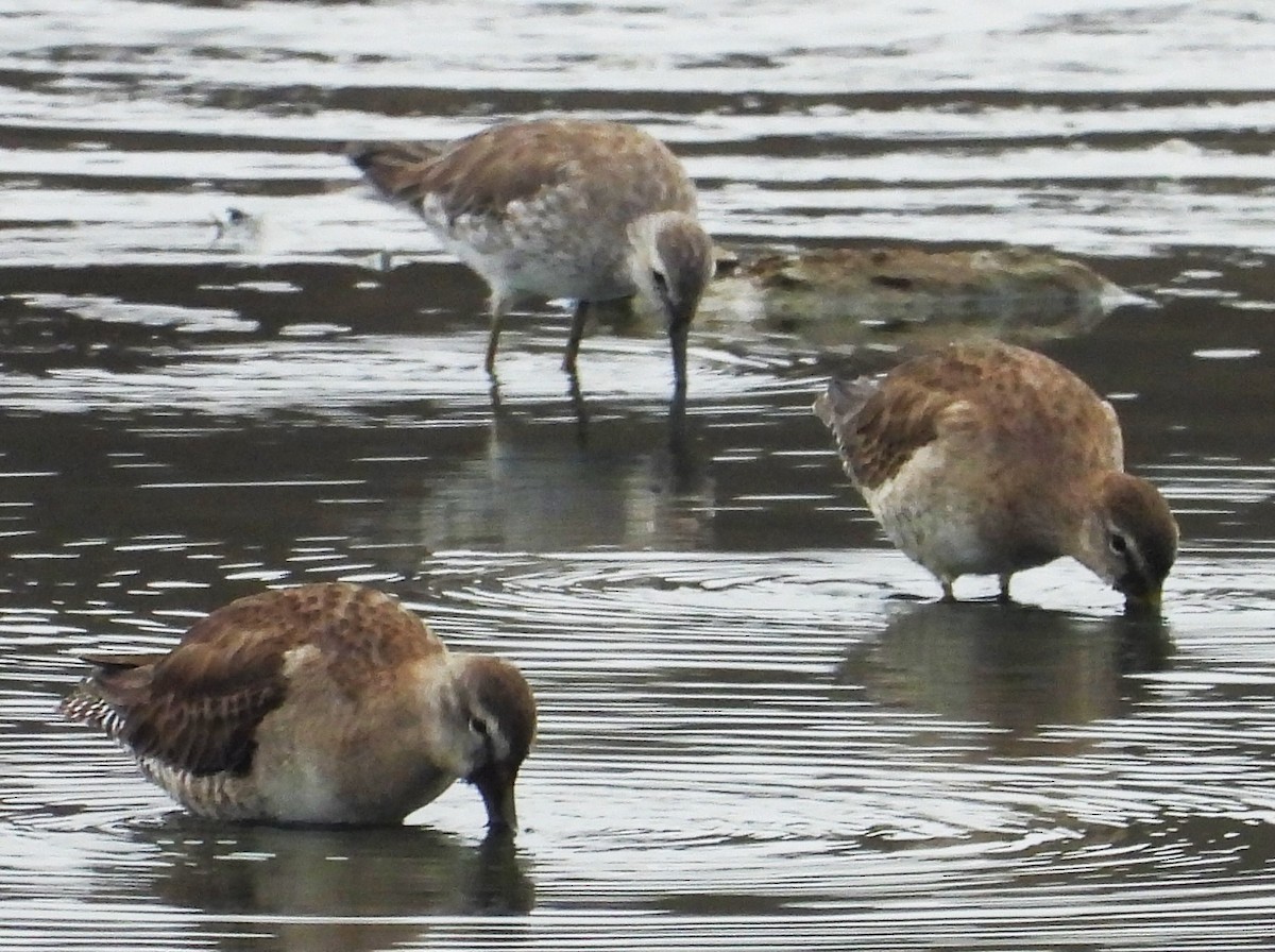 Long-billed Dowitcher - ML615598681