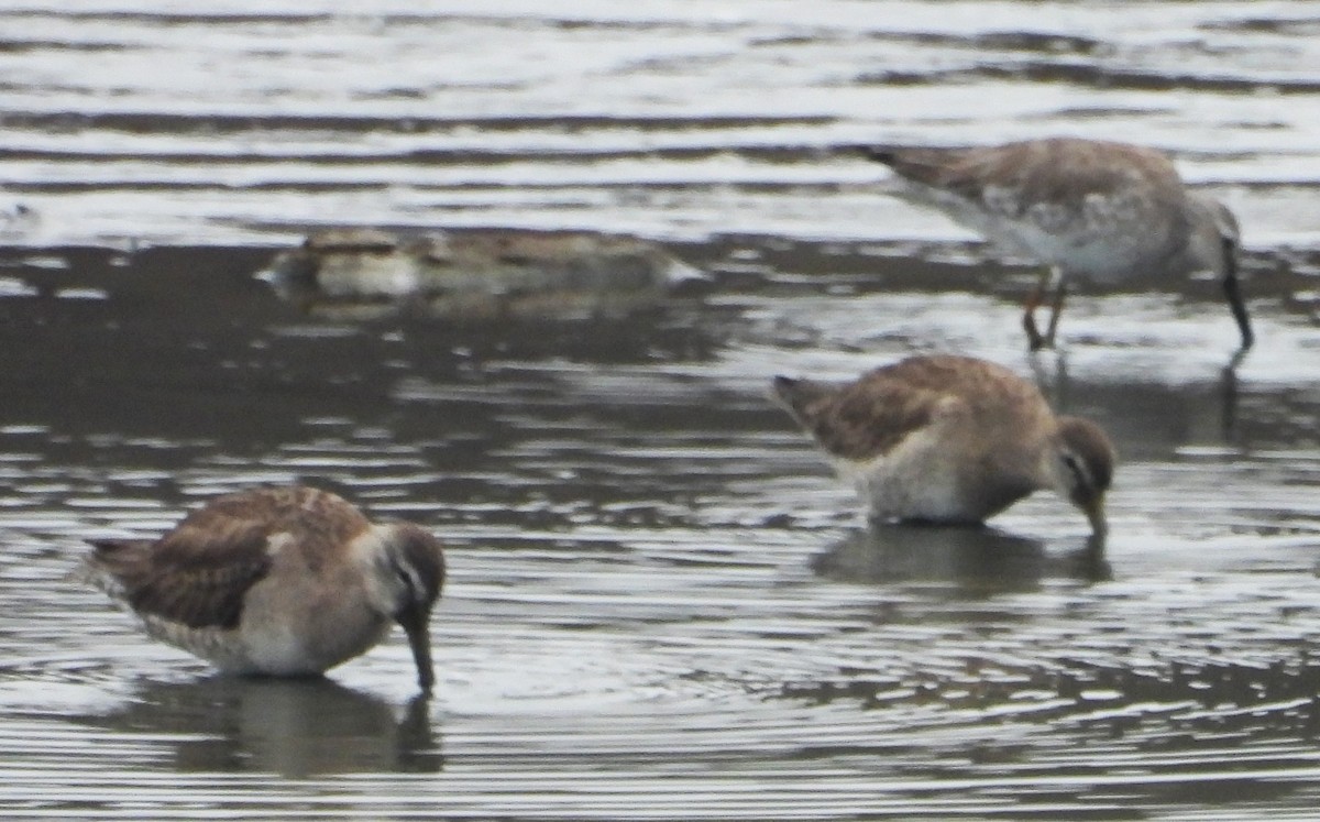 Long-billed Dowitcher - ML615598682