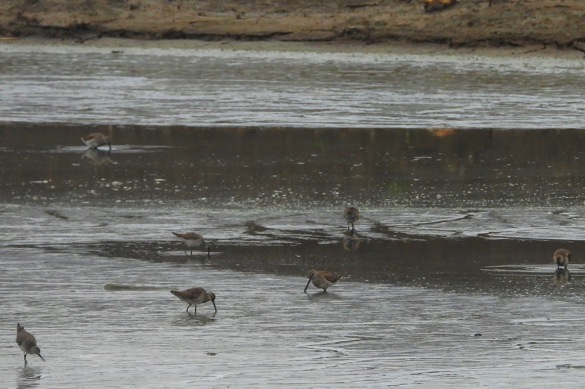 Long-billed Dowitcher - ML615598687
