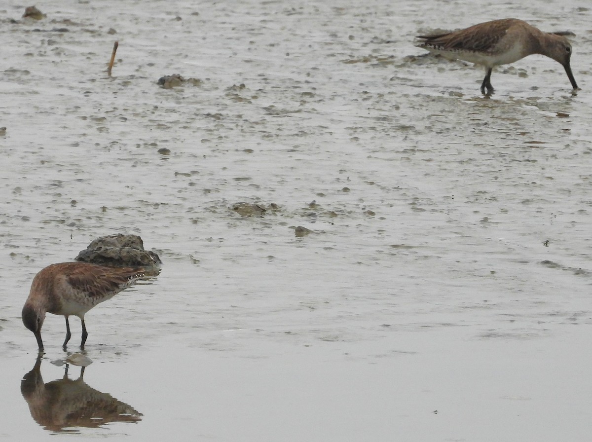Long-billed Dowitcher - ML615598688