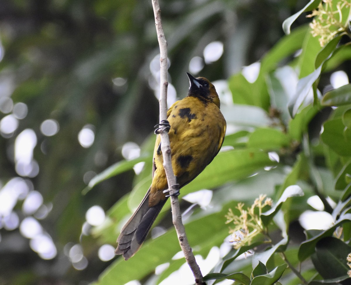 Cuban Oriole - ML615598689