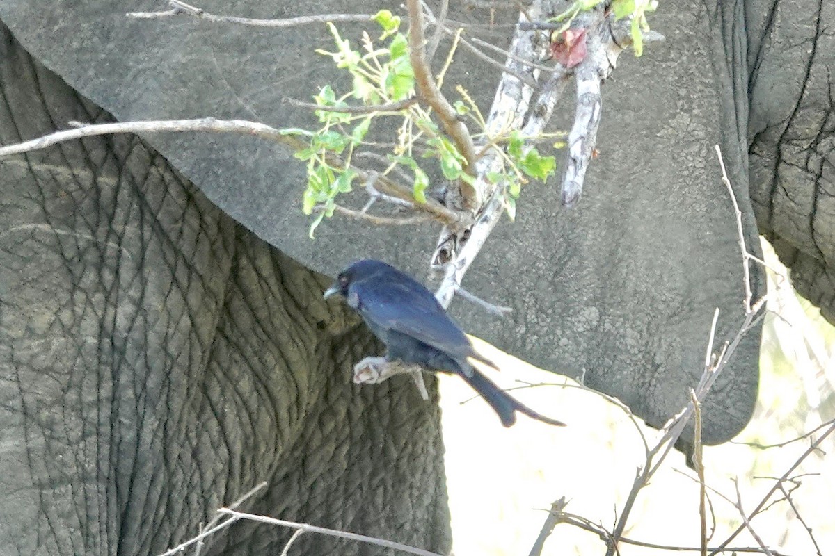 Fork-tailed Drongo - ML615598713