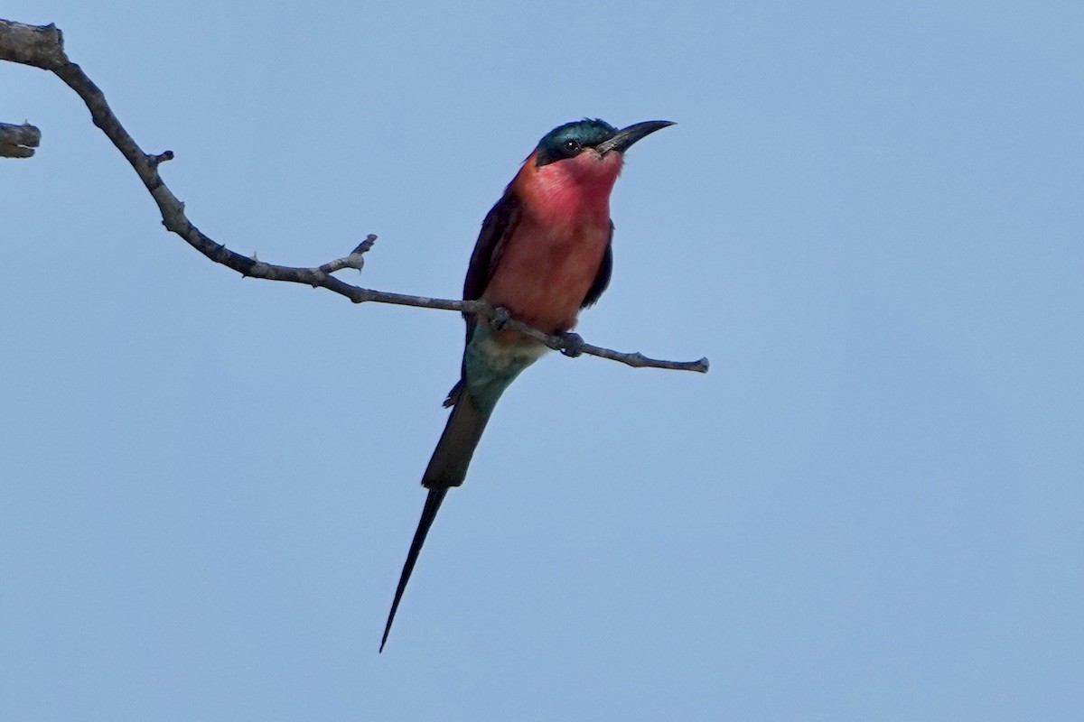 Southern Carmine Bee-eater - ML615598719