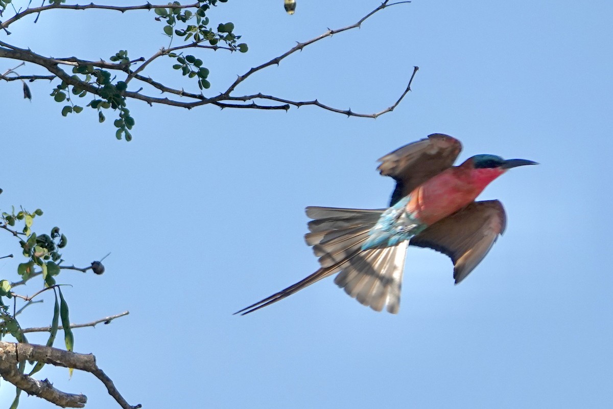 Southern Carmine Bee-eater - ML615598721