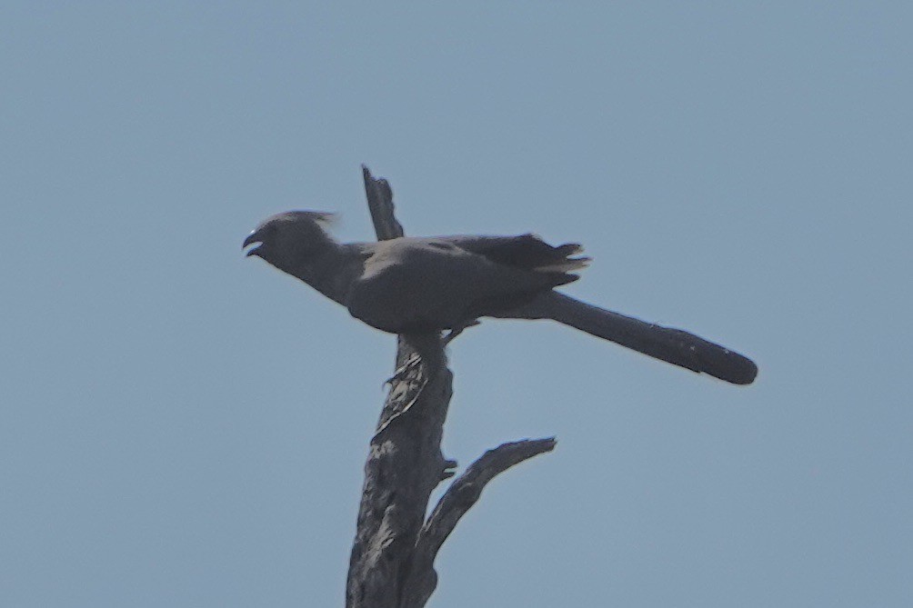 Gray Go-away-bird - ML615598732