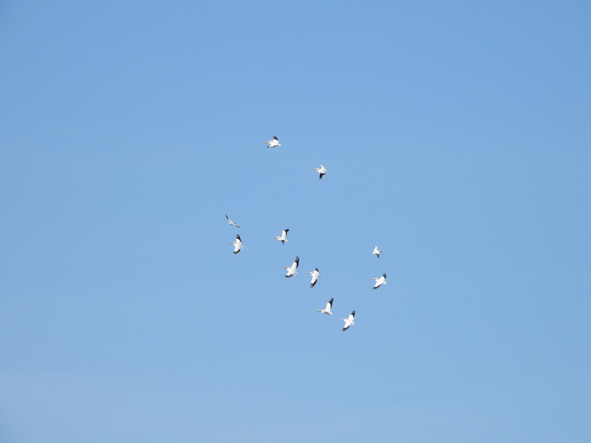 American White Pelican - ML615598785