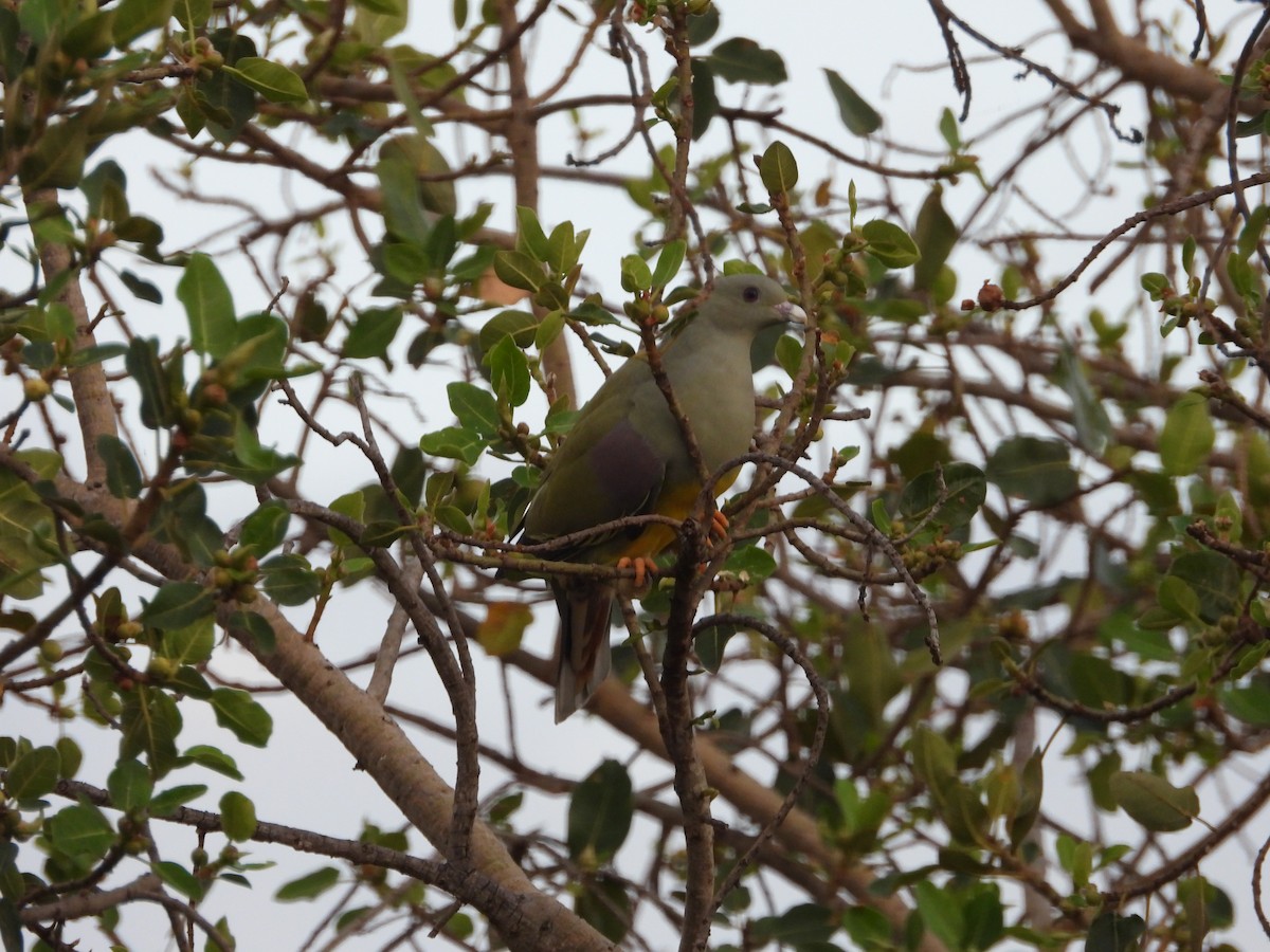 Желтобрюхий зелёный голубь - ML615598789