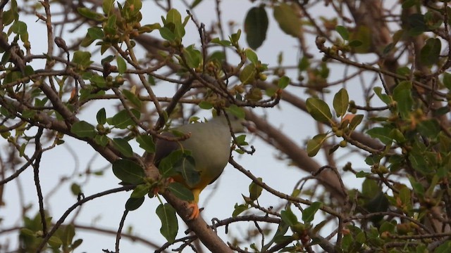 Bruce's Green-Pigeon - ML615598794