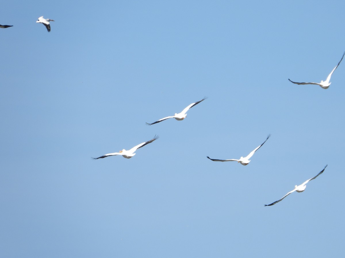American White Pelican - ML615598824