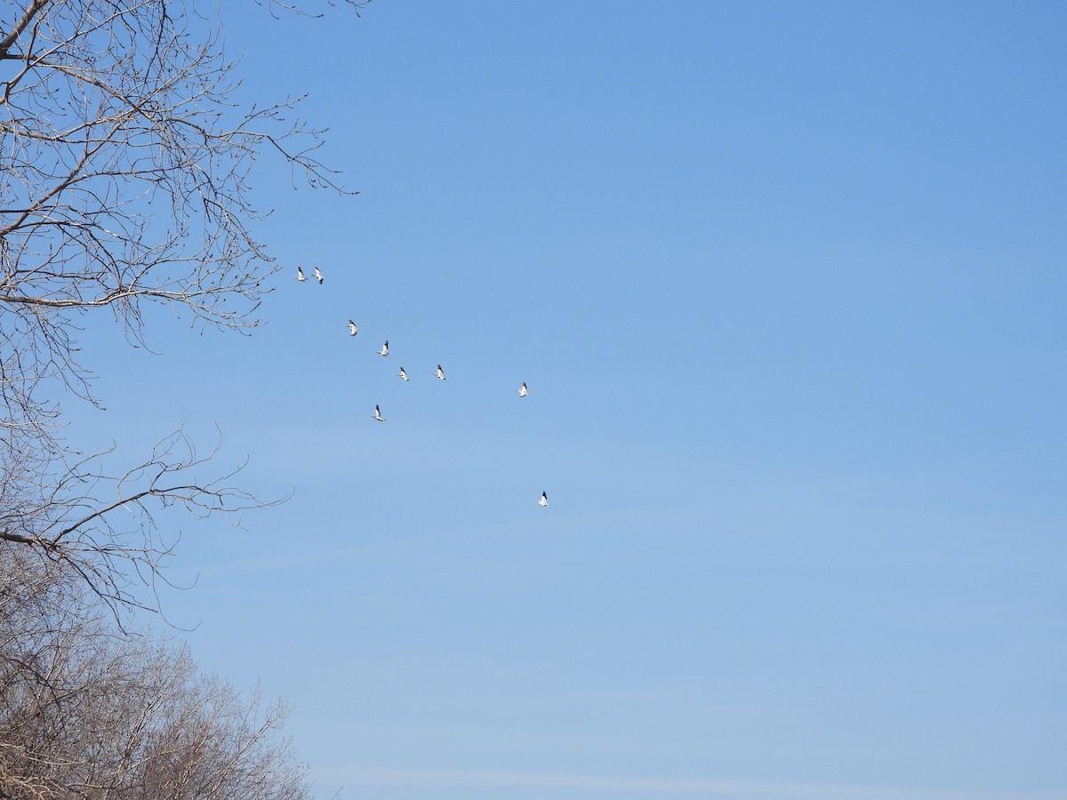 American White Pelican - ML615598832