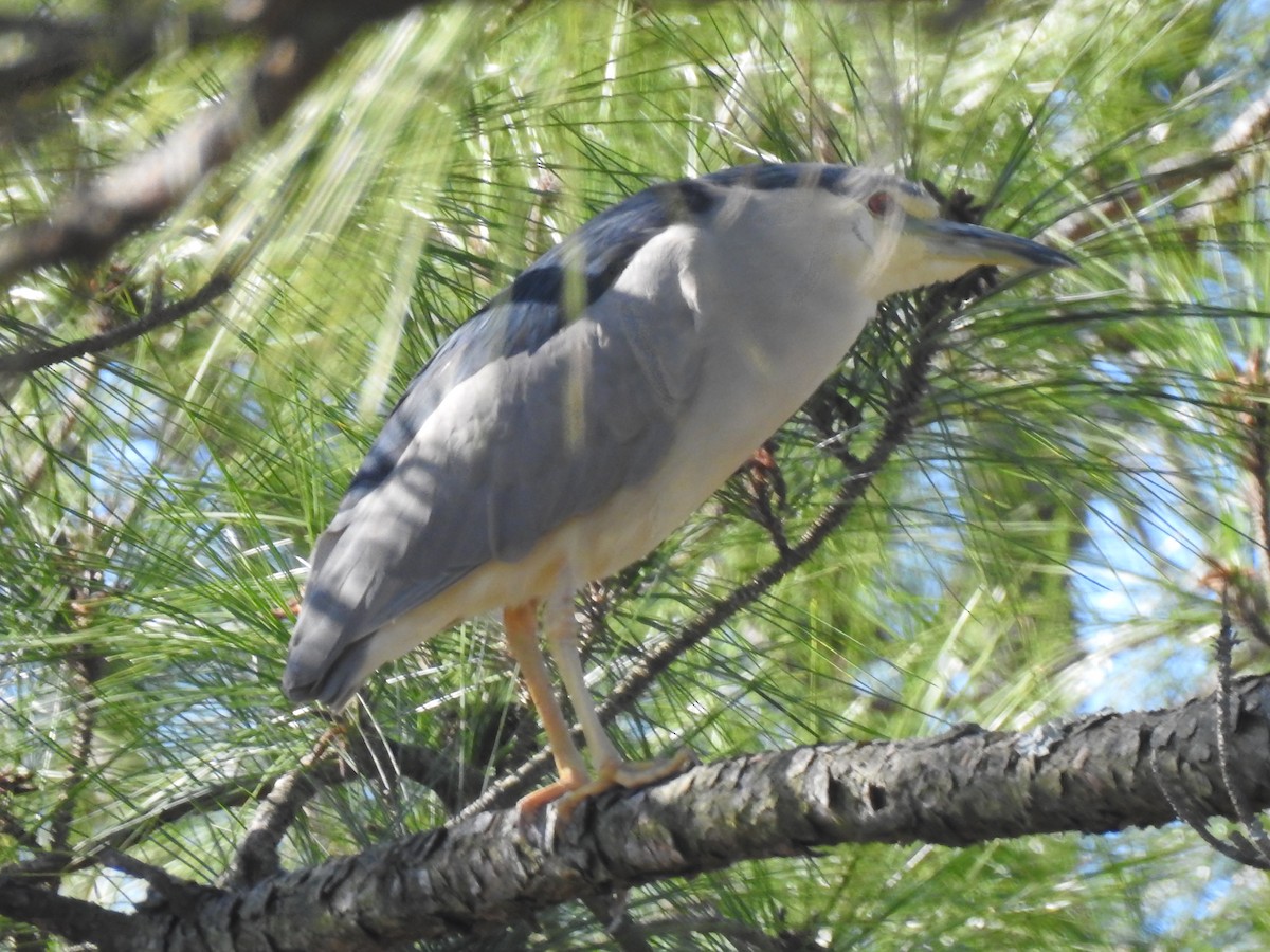 Black-crowned Night Heron - ML615598878