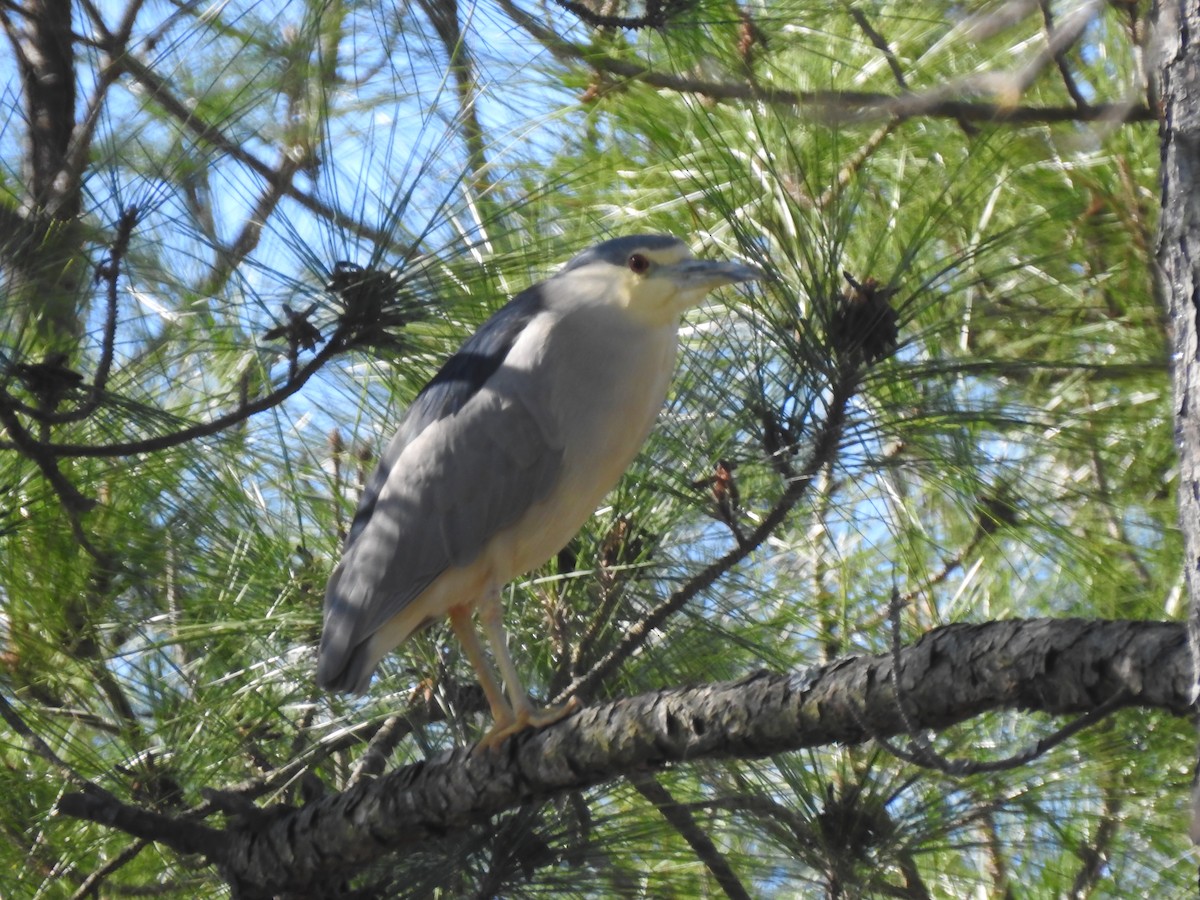 Black-crowned Night Heron - Lucy Jacobson