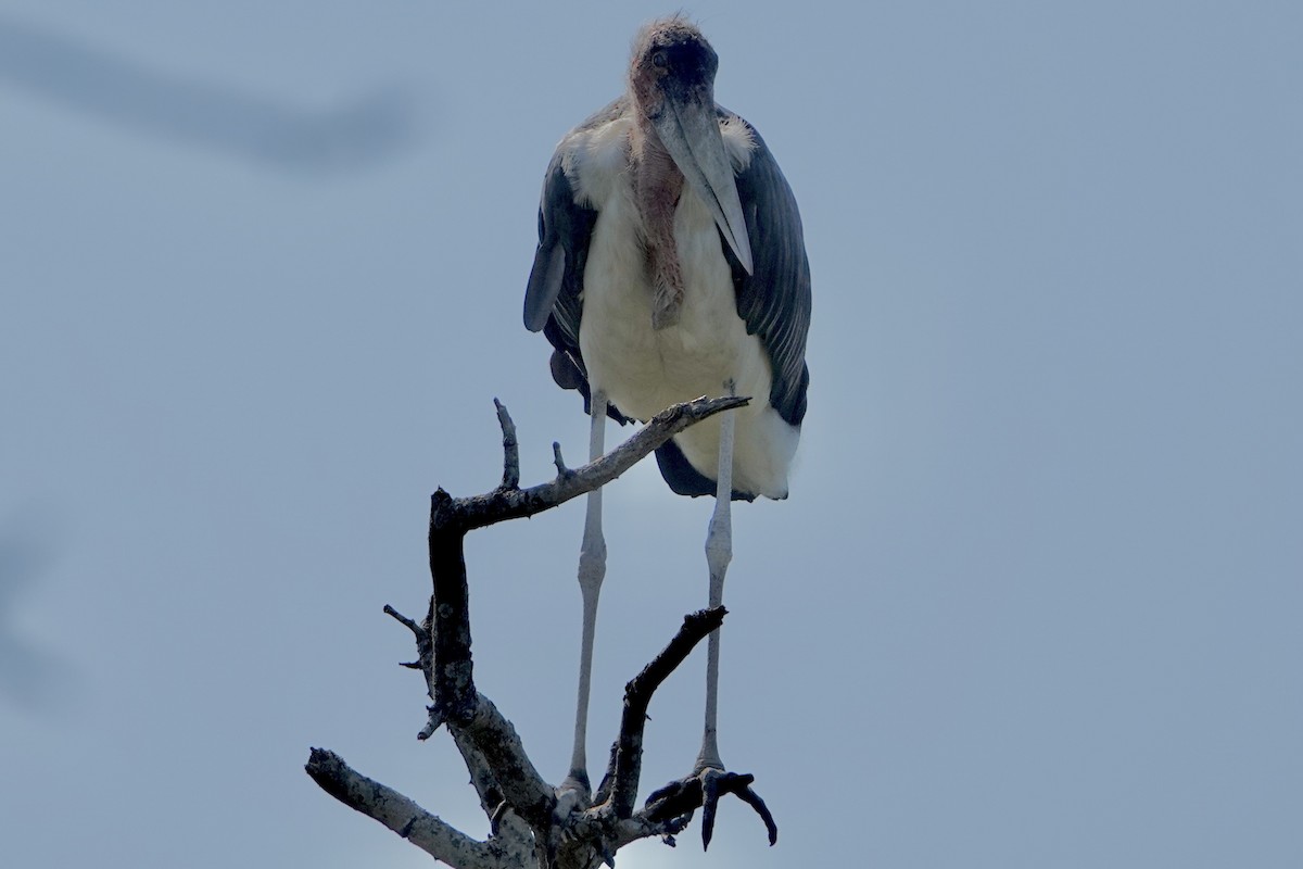 Marabou Stork - ML615598888