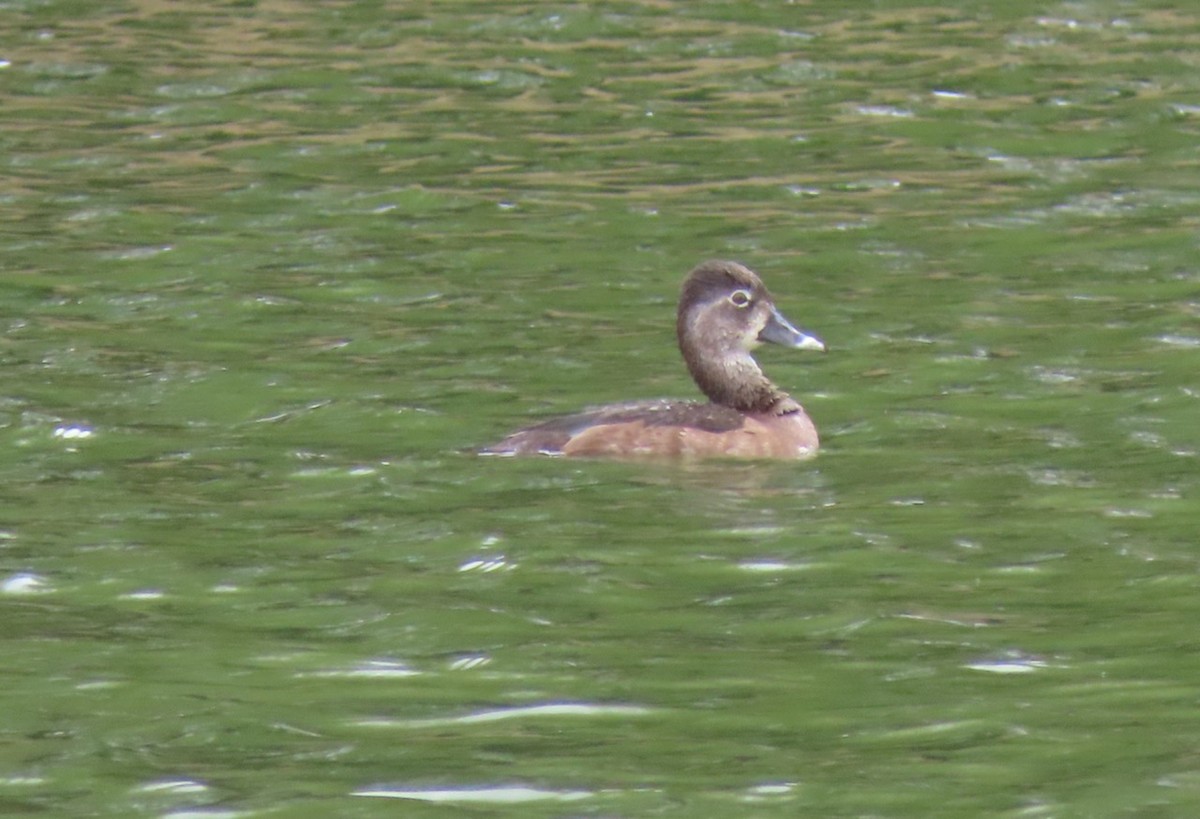 Ring-necked Duck - ML615598911