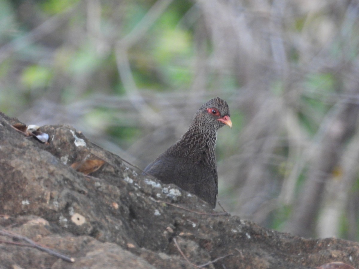 Stone Partridge - ML615598967