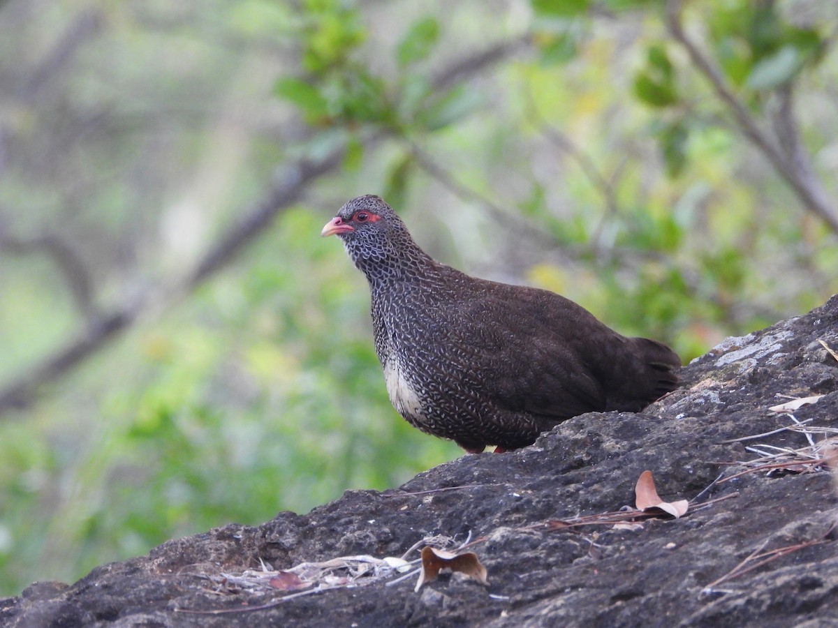 Gallinita Roquera - ML615598968