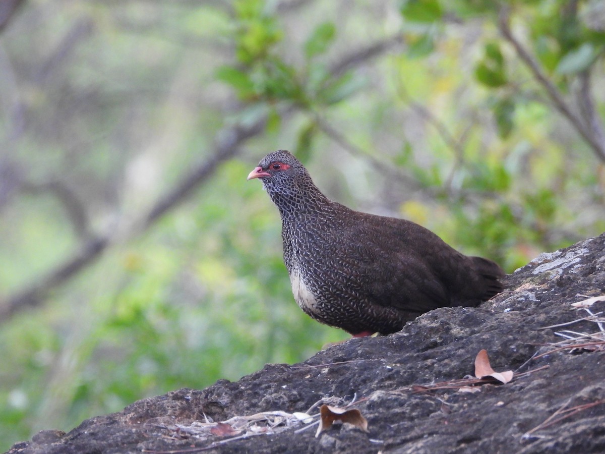 Gallinita Roquera - ML615598971