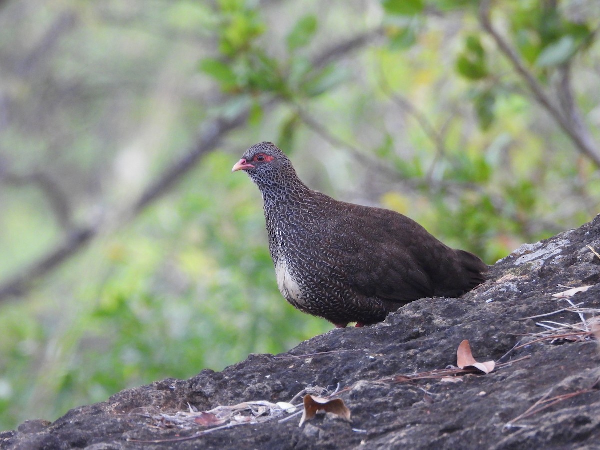 Stone Partridge - ML615598972