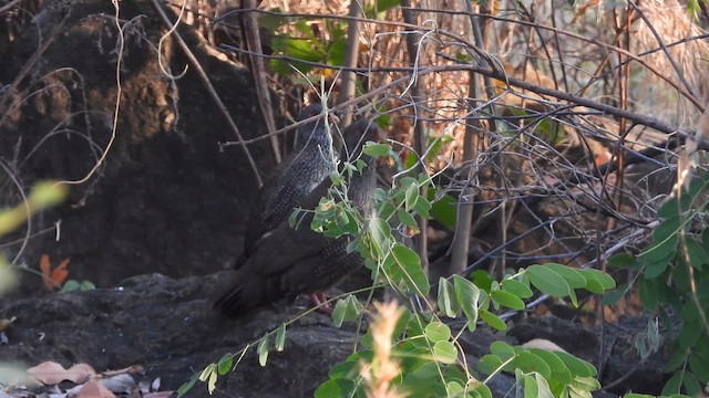 Gallinita Roquera - ML615599001